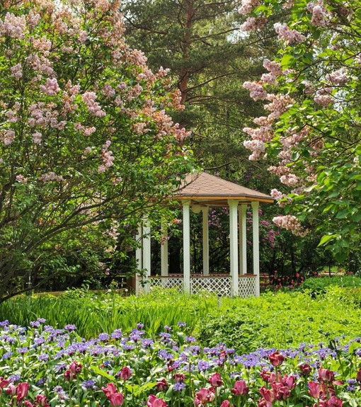 🌷Прекрасный розарий парка "Сокольники".  Фото: Руслан..