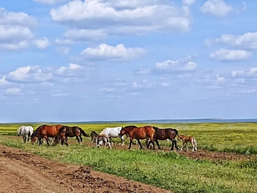 Летняя красота донских степей..