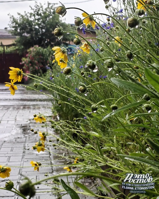 ☔ Дождливая весна выдалась в этом..