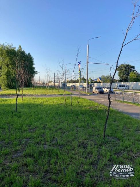 🌳«"Озеленение" вдоль моста Малиновского прошло успешно. Высохшие деревья, выгоревшая трава, где-то деревья..