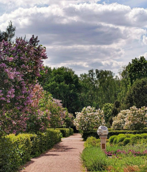 🌷Прекрасный розарий парка "Сокольники".  Фото: Руслан..