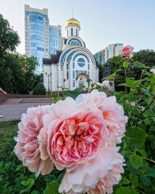 🌸 Огромная чайная роза в Покровском сквере 
Фото: Денис..