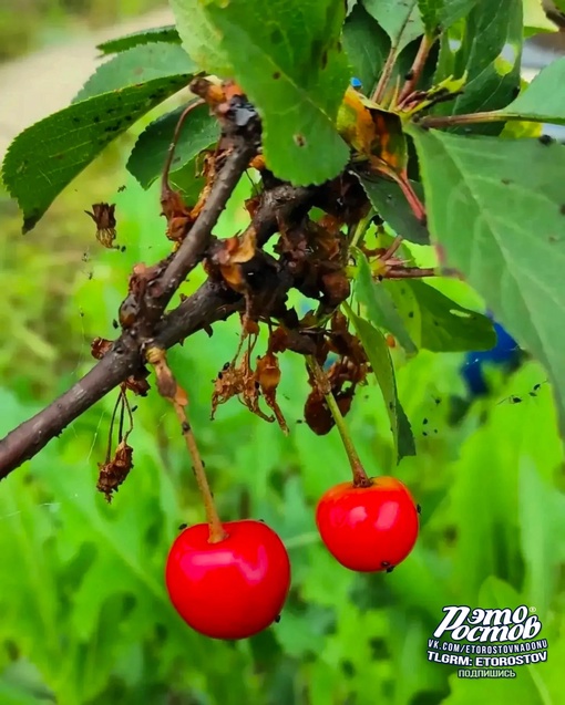 🍓 Вкусное ростовское..