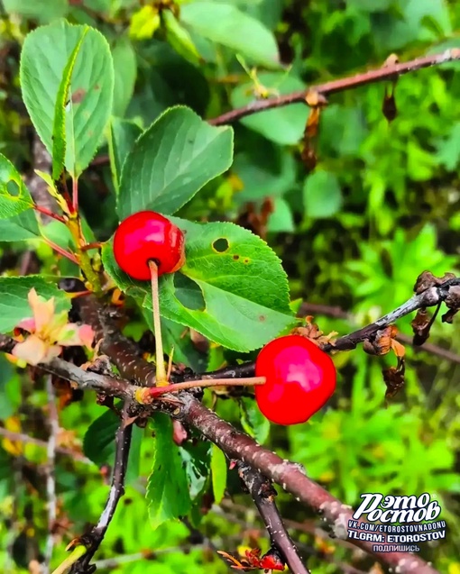 🍓 Вкусное ростовское..