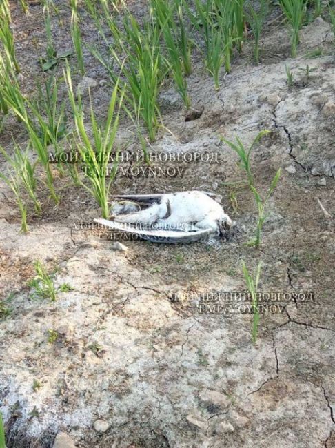 ⚡️Сотни мертвых чаек обнаружили под Дзержинском  По словам экологов, возможно, это новый очаг птичьего..