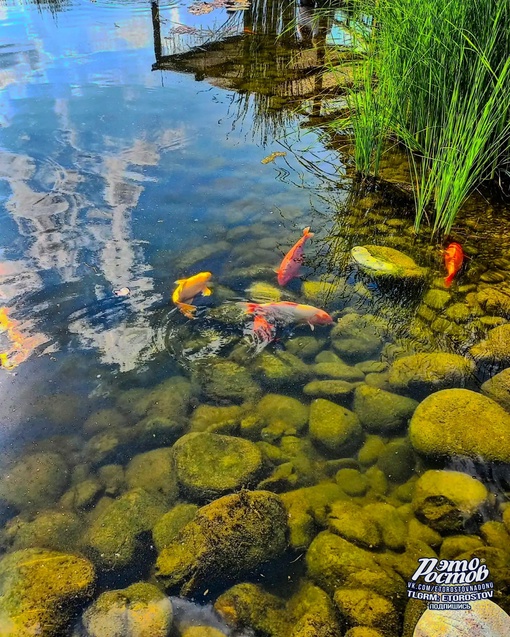 🐠 Пруд с золотыми рыбками в Мега..