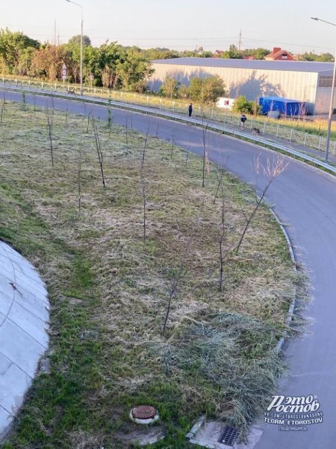 🌳«"Озеленение" вдоль моста Малиновского прошло успешно. Высохшие деревья, выгоревшая трава, где-то деревья..