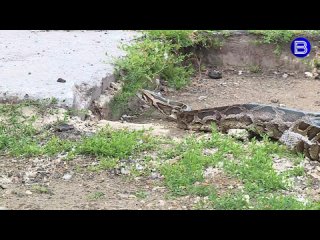 🐊На окраине поселка Сузун нашли мертвого крокодила. Он, а также волки редкой породы и питон жили у местного..