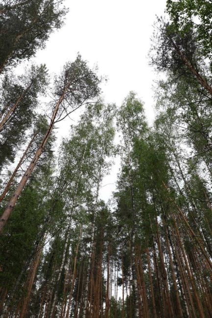 Пасмурное утро на Гореморе🌳🌊
..