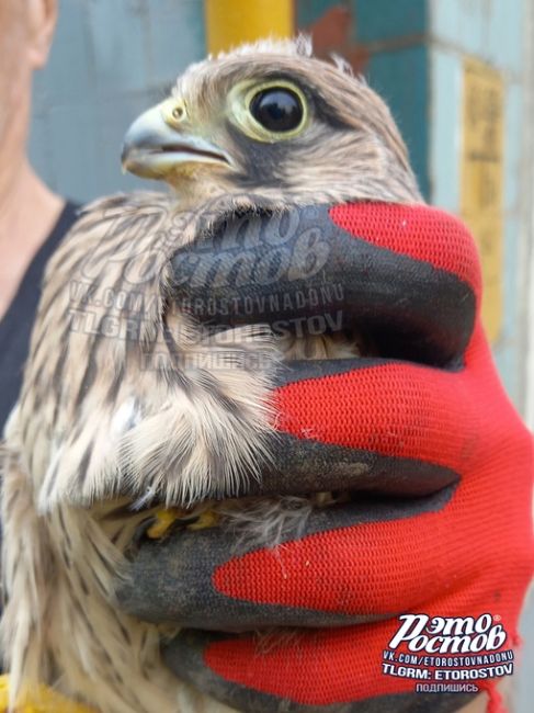 🦅 «Молодой ястребок упал с крыши. Подобрали его, он летать не может. Подскажите, куда обратится?», -..