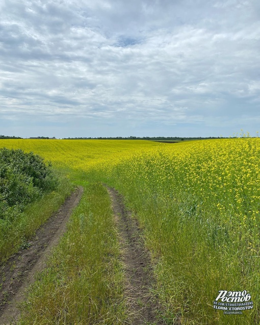 🌼 Альпийские луга в Ростовской..