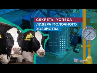 Племенной завод «Гомонтово» в Ленинградской области — одно из лучших молочных хозяйств страны. Его история..