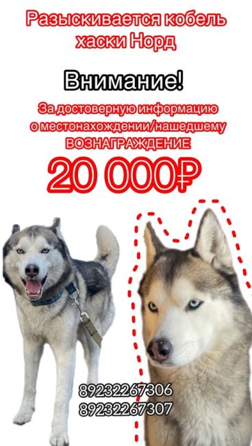 РАЗЫСКИВАЕТСЯ ПЁС🐕
⚠️ВОЗНАГРАЖДЕНИЕ 20 000 ₽  6 февраля в Барышево (Новосибирск, Кольцово, Первомайский..