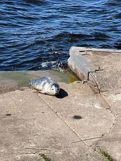 Городская тюленька вылезла отдохнуть в Морском порту Санкт- Петербурга. Она выглядит упитанной и имеет..