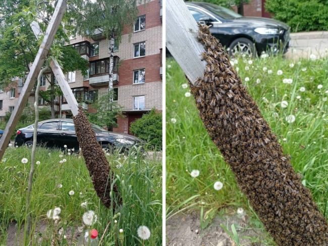 Таких «соседей» заметили петербуржцы, живущие на улице Генерала Хазова в..