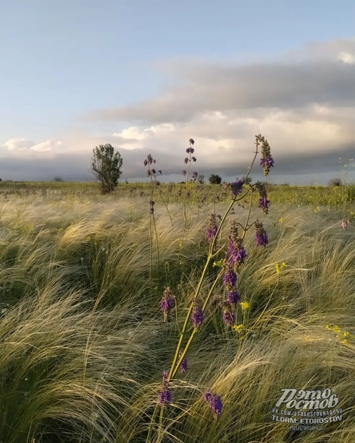 🌾Донская..