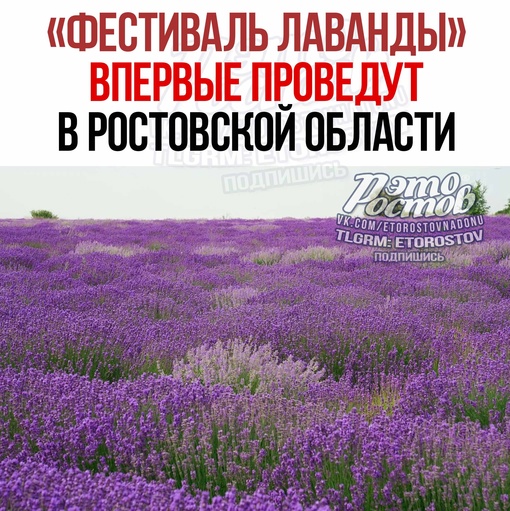 💜 «Фестиваль Лаванды» впервые проведут в Ростовской области. Он пройдет 30 июня на территории хутора..