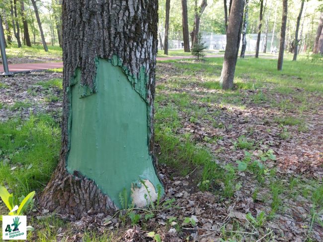 🤳🌿🟢  Не все зеленое одинаково полезно.
Не все зеленое является озеленением.  Демонстрация работы..