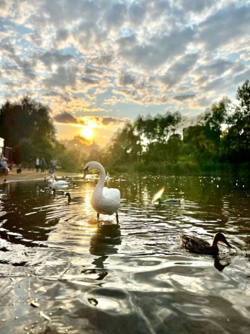 🦢Начнем этот день с прекрасных лебедей в парке Митино.  Фото: Наталья..