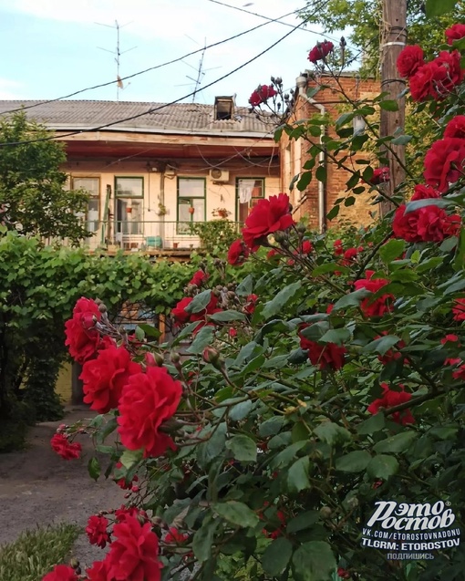 Розы Богатяновки 🌹🌺 Восхитительная..