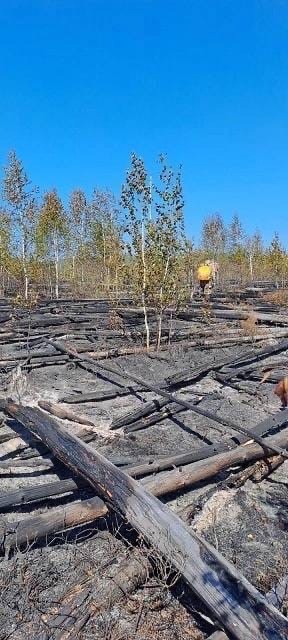 Последствия лесного пожара в Керженском заповеднике
..