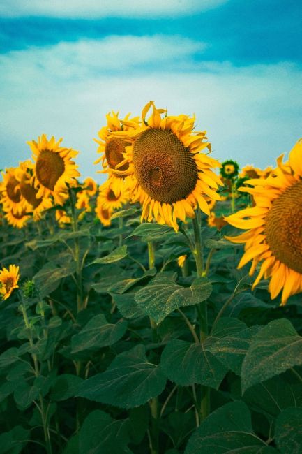 🌻 Символы нашего лета  Фото: Артём..