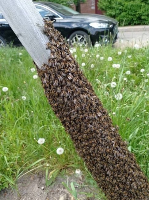 🐝 Во дворе на улице Генерала Хазова поселился рой..