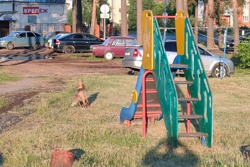 👍Рыжая решила прогуляться по детской площадке в Сарове
..