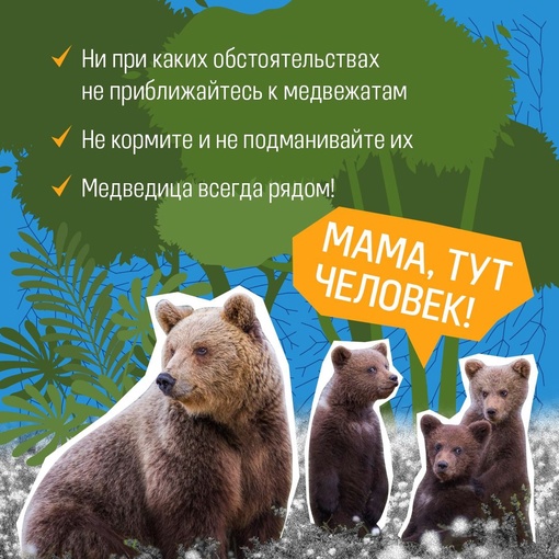 🐻 До недавнего времени в Татарстане своих медведей не было – если и забредали, то из соседних Кировской..