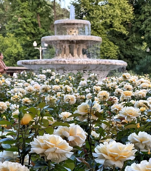 🌹В парке Горького расцвели розы.  Фото..