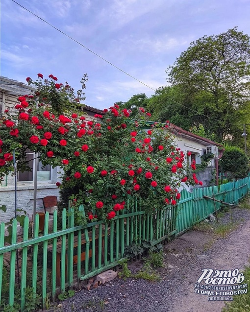 Розы Богатяновки 🌹🌺 Восхитительная..