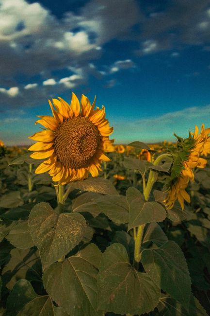 🌻 Подсолнухи под светом Луны. Окрестности Азова  Фото: Артём..