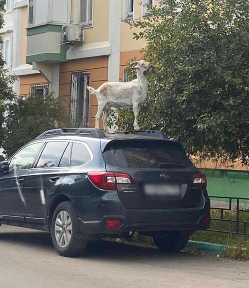 В Бутово все по классике: козы кошмарят автовладельцев и обдирают..