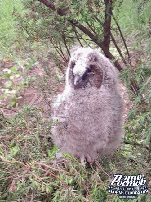 🦉 «На Доватора сидит краснокнижная сова. Может, ей помощь ветврачей нужна?», - задаётся вопросом подписчик..