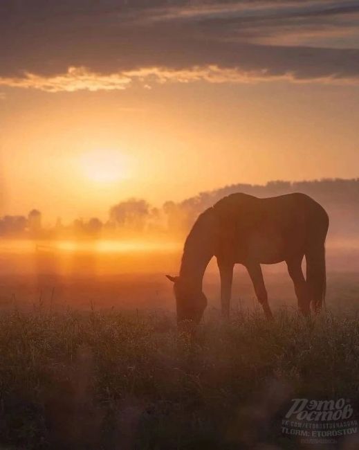 Дикие лошади на острове Водный, озеро Маныч-Гудило 🧡🐴  На сегодняшний день на острове обитают около 300..