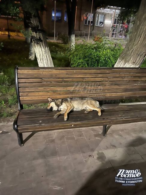 🐕😴 Собачий чилл на лавочке в центре Ростова  ⚠ВНИМАНИЕ! [https://vk.com/video/@etorostovnadonu|Видео могут смотреть] только..