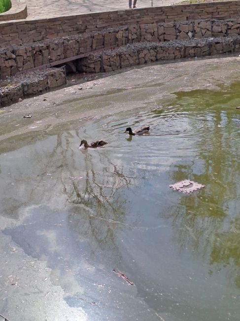 В какой воде приходится плавать ростовским уточкам.....