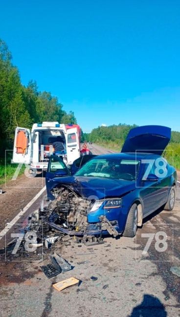 Три человека пострадали в аварии с лосем в Ленобласти  ДТП произошло в пятницу утром на 9-м км автодороги..