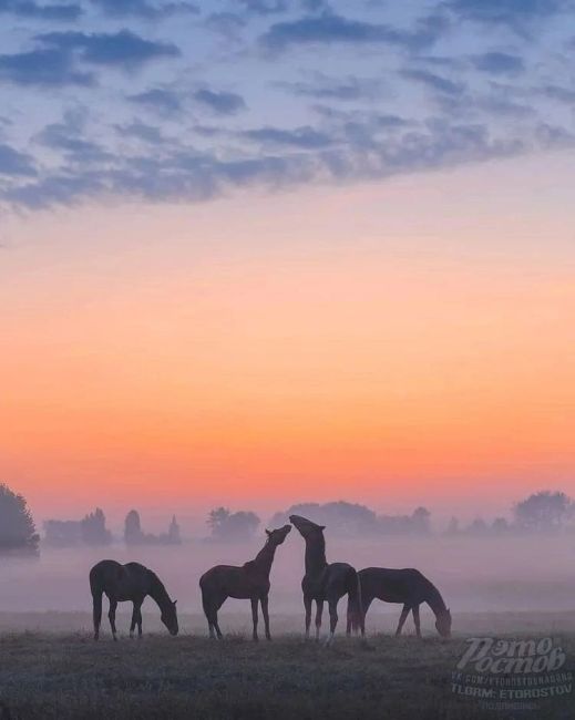 Дикие лошади на острове Водный, озеро Маныч-Гудило 🧡🐴  На сегодняшний день на острове обитают около 300..