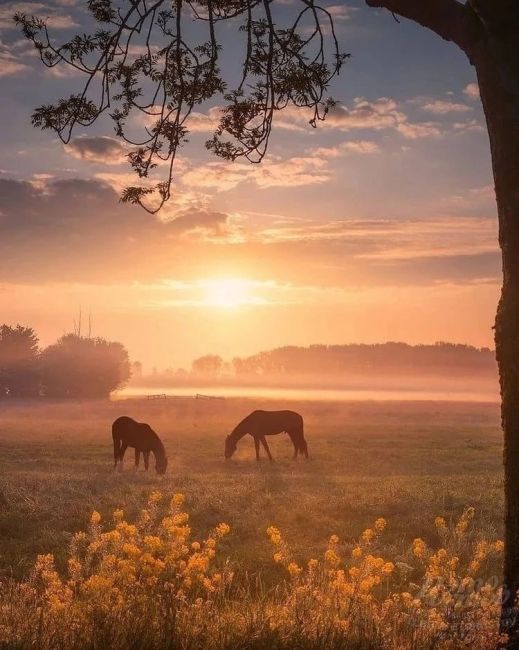 Дикие лошади на острове Водный, озеро Маныч-Гудило 🧡🐴  На сегодняшний день на острове обитают около 300..