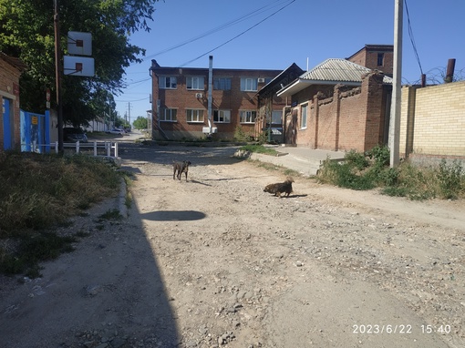 🐕 Подписчики жалуются на огромную стаю беспризорных собак. Её обнаружили по Согласия, 1.  «14 крупных особей,..