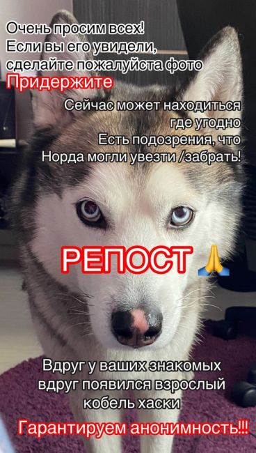 РАЗЫСКИВАЕТСЯ ПЁС🐕
⚠️ВОЗНАГРАЖДЕНИЕ 20 000 ₽  6 февраля в Барышево (Новосибирск, Кольцово, Первомайский..