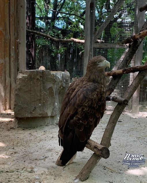 🦜 Между городами Красный Сулин и Шахты, на берегу реки Аюты расположен Южный парк птиц "Малинки". Парк был..