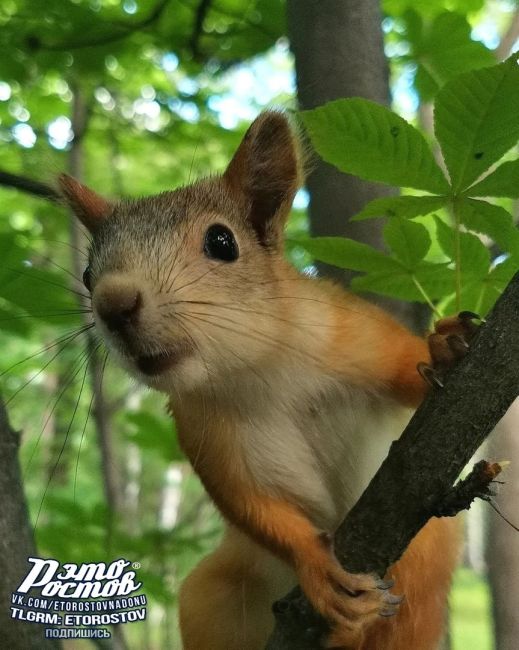 Любопытный бельчонок в Кумженке..