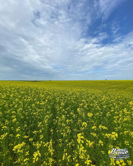 🌼 Альпийские луга в Ростовской..