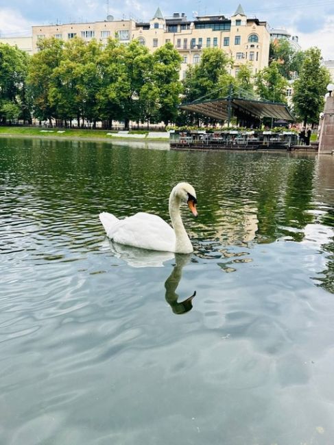 🦢Белые лебеди на Патриарших прудах.  фото: Aleksei..