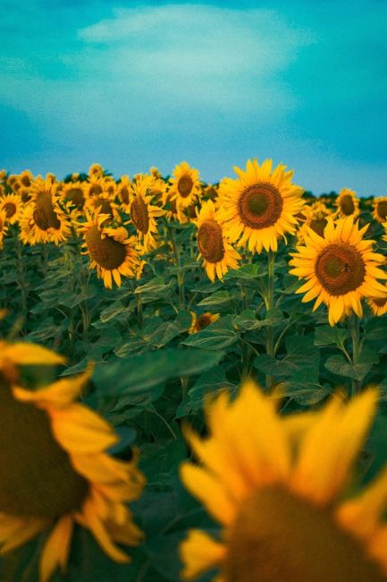 🌻 Символы нашего лета  Фото: Артём..