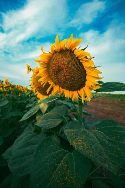 🌻 Символы нашего лета  Фото: Артём..