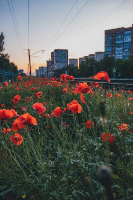 🌺Ростовские маки  📸Фото: Артем..