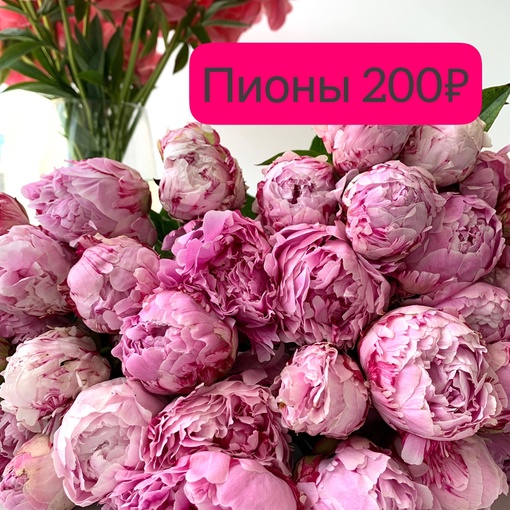 ❗️СУПЕР ЦЕНА❗️
Пионы 2️⃣0️⃣0️⃣₽ в [club216330647|@ruskus_nn]  🔥Цветы по выгодным ценам
💐 огромный ассортимент..